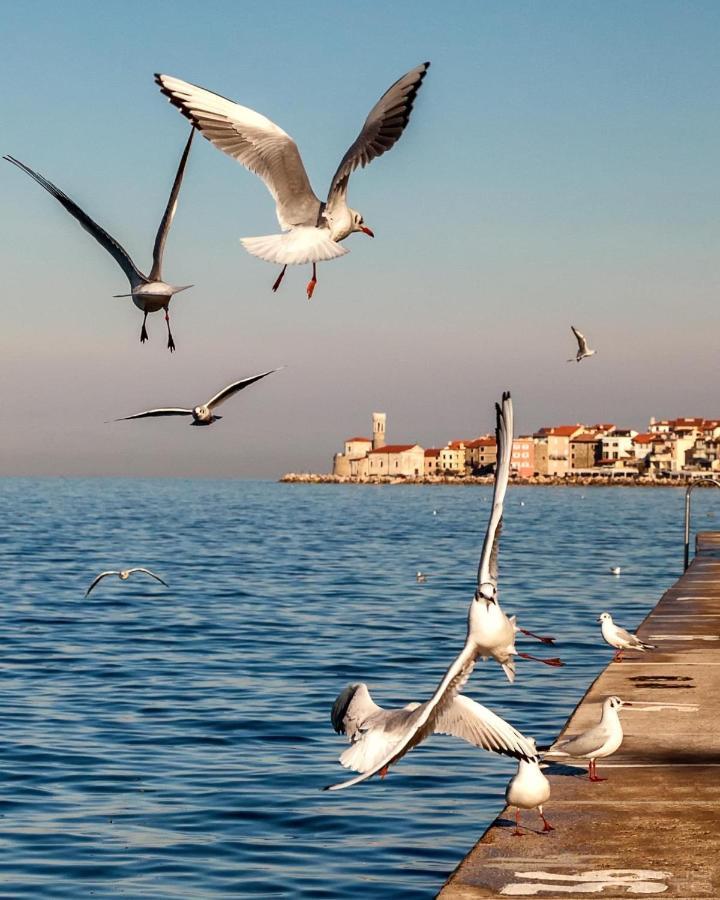 Apartmán Jolly -center Bright At Tartini Square Piran